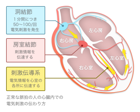 心臓の作りと電気刺激の伝わり方の解説図