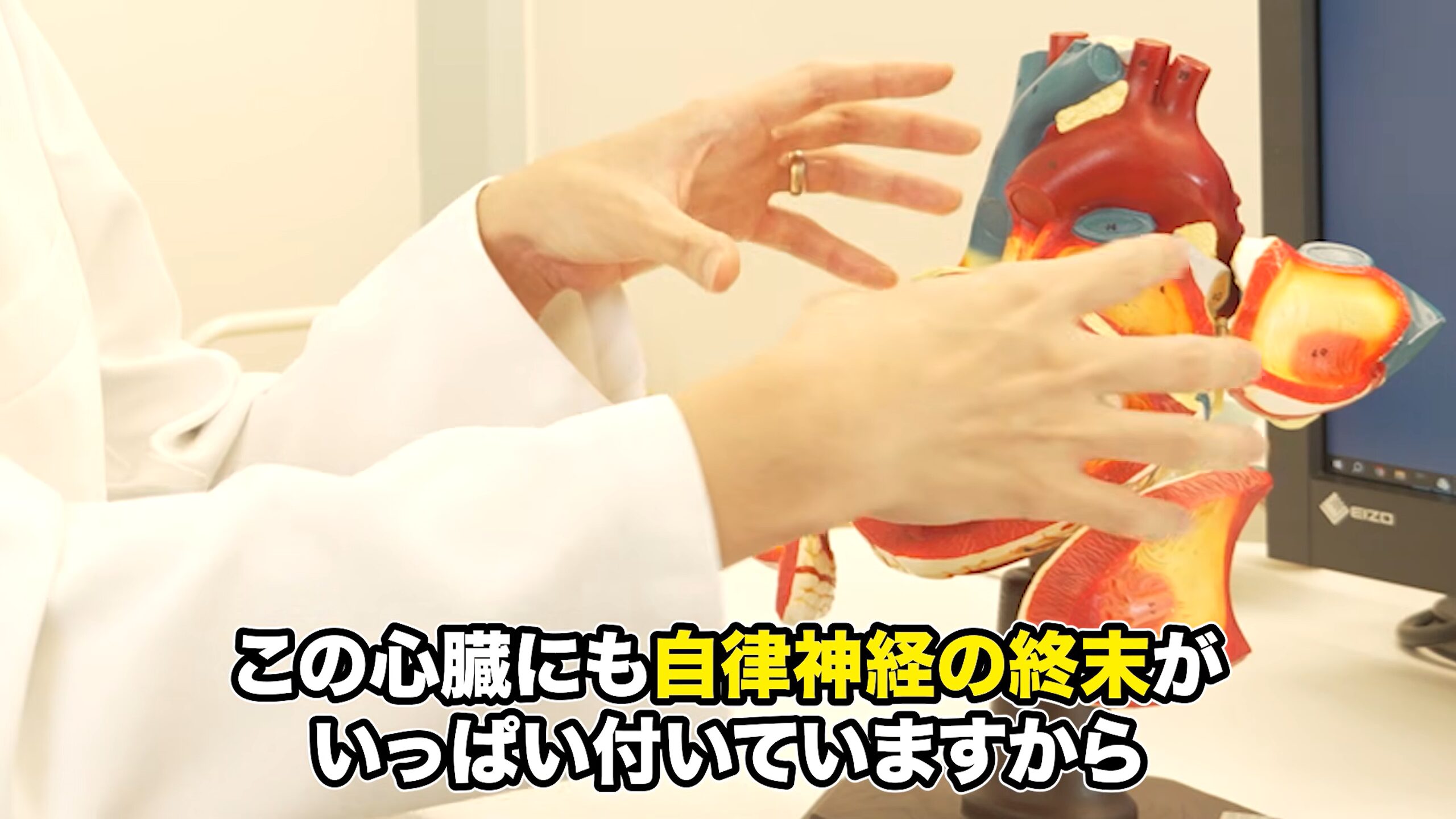 心臓には自律神経の終末がいっぱい付いている